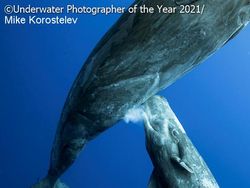 Keindahan Bawah Laut yang Memukau Mata