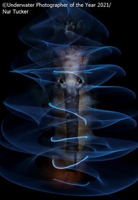Underwater Photographer Of The Year 2021