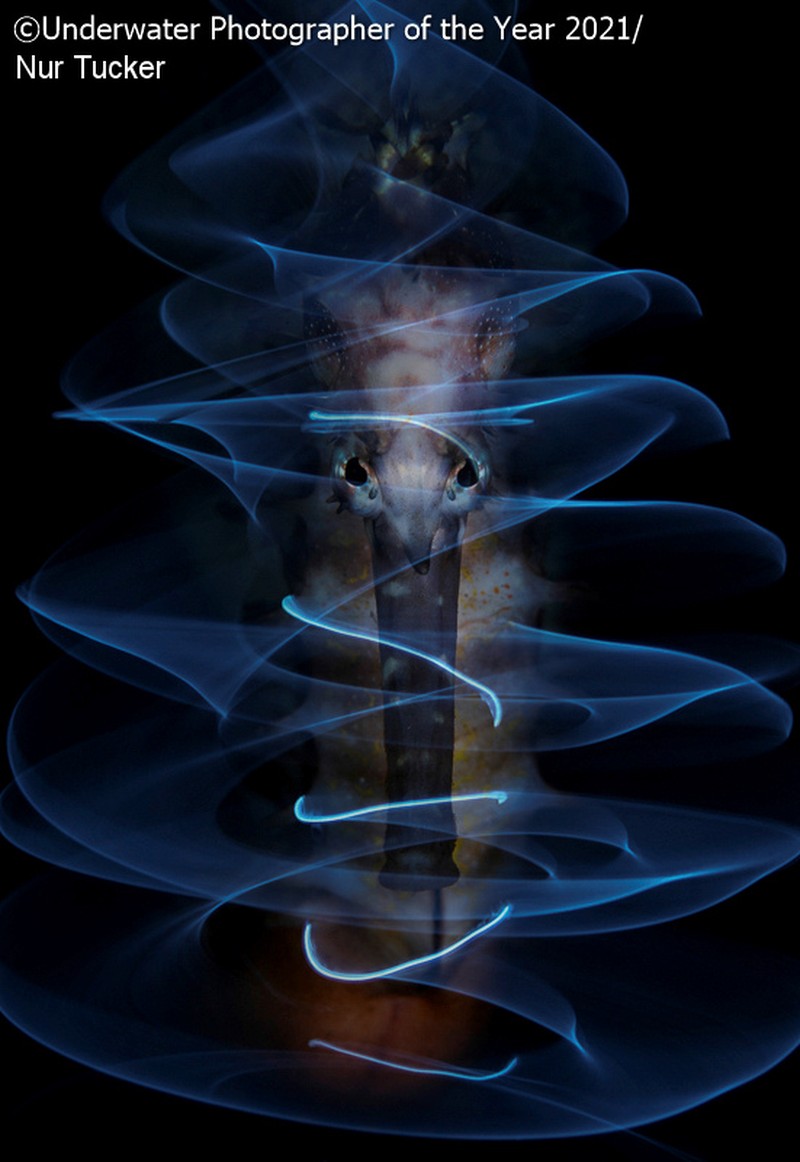Underwater Photographer Of The Year 2021