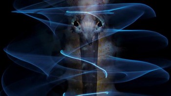 Highly Commended kategori Close Up diriah Nur Tucker (Inggris) Foto: doc Underwater Photographer Of The Year