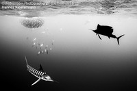 Underwater Photographer Of The Year 2021
