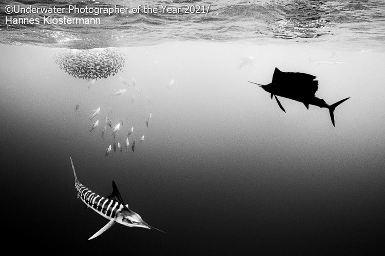 Underwater Photographer Of The Year 2021