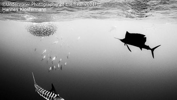 Highly Commended kategori Black and White diriah Hannes Klostermann (Meksiko) Foto: doc Underwater Photographer Of The Year