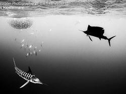 Keindahan Bawah Laut yang Memukau Mata