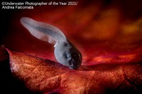 Underwater Photographer Of The Year 2021