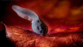 Highly Commended kategori Compact diraih Andrea Falcomatà (Italia) Foto: doc Underwater Photographer Of The Year