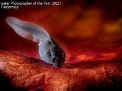 Keindahan Bawah Laut yang Memukau Mata