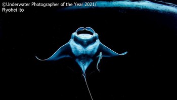 Runner Up kategori Up and Coming diraih Ryohei Ito (Jepang)RunFoto: doc Underwater Photographer Of The Year