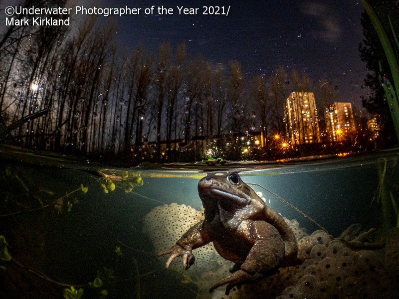 Underwater Photographer Of The Year 2021