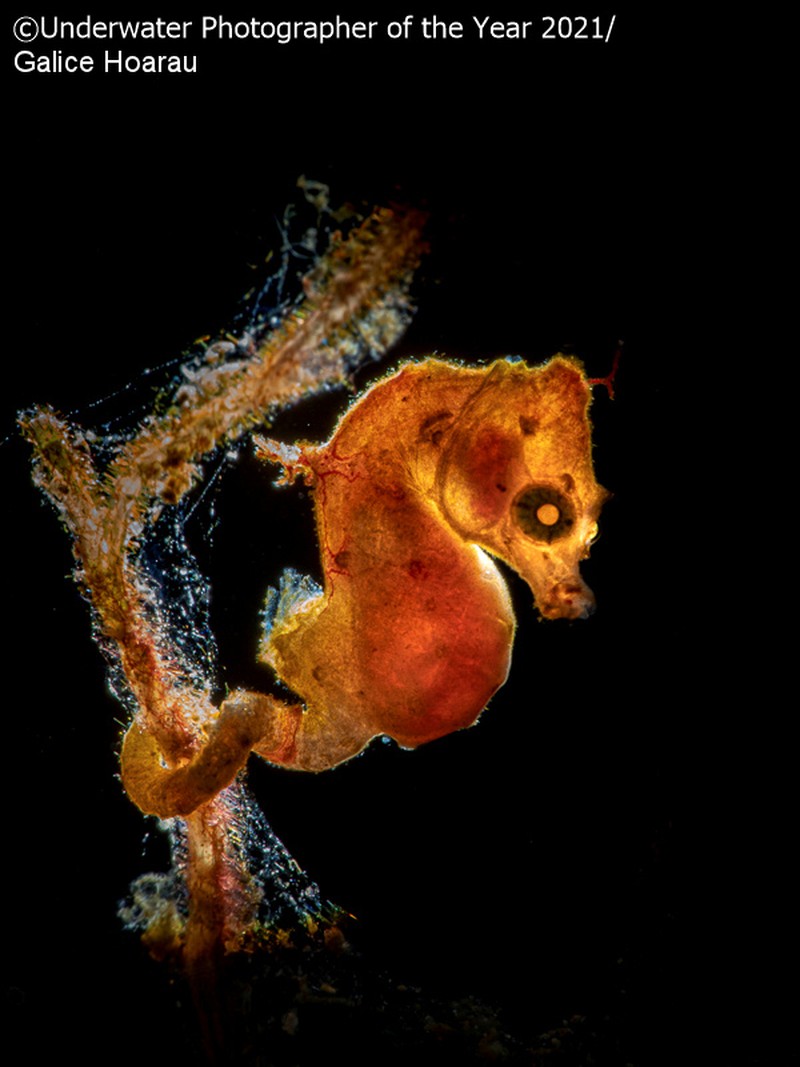 Underwater Photographer Of The Year 2021