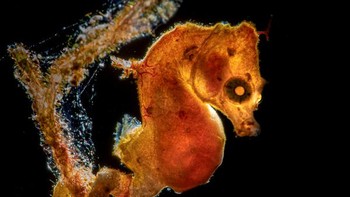 Jawara kategori Makro diraih Galice Hoarau (Norwegia). Foto: doc Underwater Photographer Of The Year