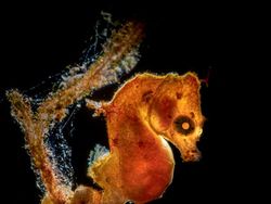 Keindahan Bawah Laut yang Memukau Mata