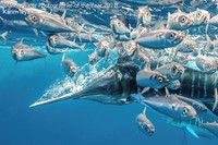 Underwater Photographer Of The Year 2021