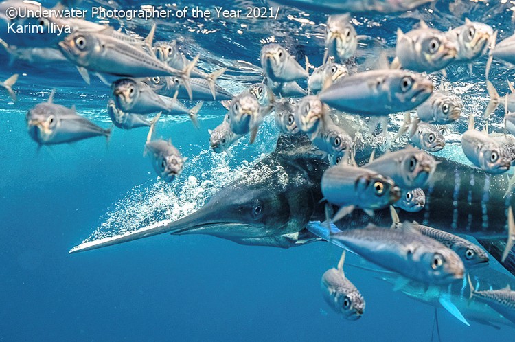 Underwater Photographer Of The Year 2021