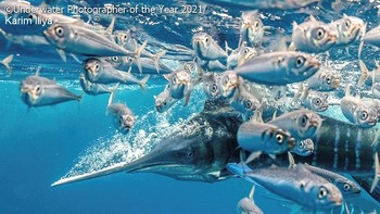 Kategori Behavior diriah Karim Iliya (AS) Foto: doc Underwater Photographer Of The Year