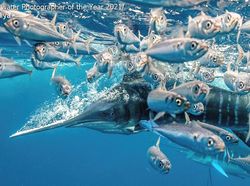 Keindahan Bawah Laut yang Memukau Mata