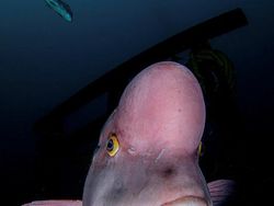 Keindahan Bawah Laut yang Memukau Mata