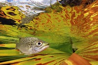 Underwater Photographer Of The Year 2021