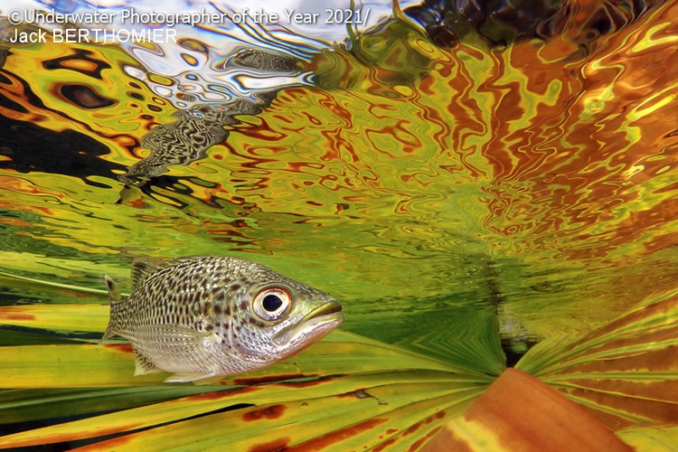 Underwater Photographer Of The Year 2021