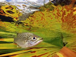 Keindahan Bawah Laut yang Memukau Mata