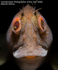 Underwater Photographer Of The Year 2021