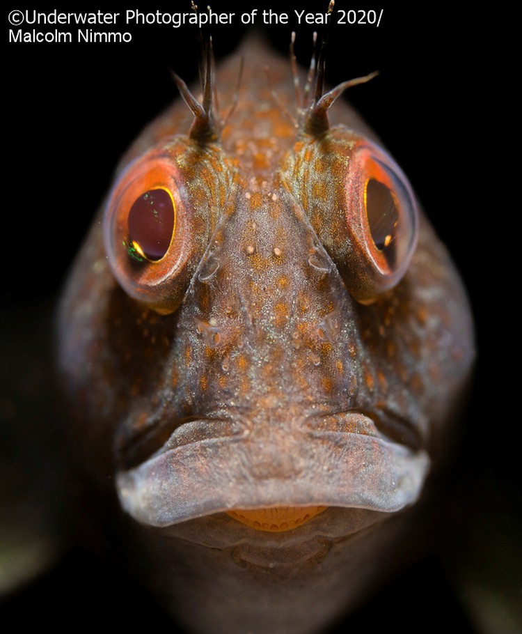 Underwater Photographer Of The Year 2021