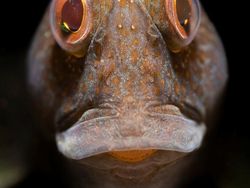 Keindahan Bawah Laut yang Memukau Mata