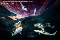 Underwater Photographer Of The Year 2021