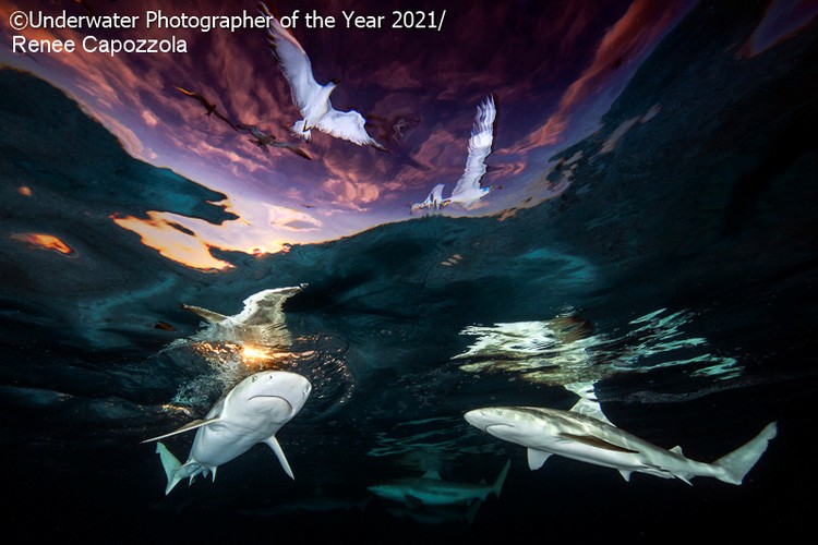 Underwater Photographer Of The Year 2021