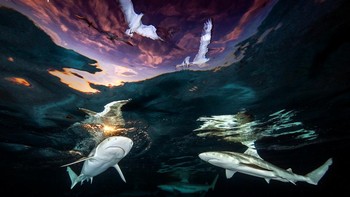 Underwater Photographer of the Year 2021: Sharks Skylight karya Renee Capozzola (AS) Foto: doc Underwater Photographer Of The Year