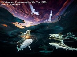 Keindahan Bawah Laut yang Memukau Mata