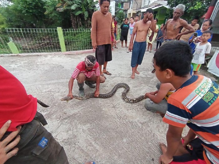 Warga Karanganyar ramai-ramai tangkap ular piton 3 meter, Sabtu (20/2/2021).