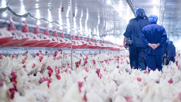 Husbandry, housing business for the purpose of farming meat, White chicken Farming feed in indoor housing. Live chicken for meat and egg production inside a storage.