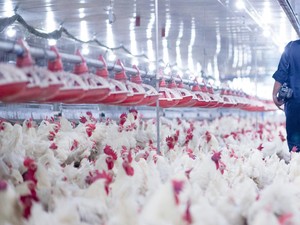 Rusia-China Catat Kasus Flu Burung pada Manusia, Potensi Pandemi Berikutnya?