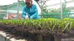 Rupa Agrowisata Bandung yang Dikelola Para Single Parent
