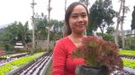 Rupa Agrowisata Bandung yang Dikelola Para Single Parent