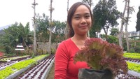 Di Agrowisata Halimun Lembang ada berbagai jenis sayuran, mulai dari romaine lettuce atau selada romain, lolorosa atau selada merah, bawang daun, cabai keriting, cabai rawit, terong, tomat ceri, horinzo atau bayam jepang, dan mizuna atau sawi jepang, yang semuanya tumbuh subur di lahan seluas 3.500 meter persegi.