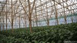 BRI Bangun Greenhouse Paprika untuk Petani Bandung