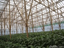 Pengertian Greenhouse Lengkap dengan Fungsi, Manfaat, dan Ketentuannya