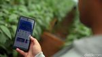 BRI Bangun Greenhouse Paprika untuk Petani Bandung