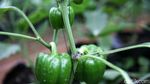 BRI Bangun Greenhouse Paprika untuk Petani Bandung