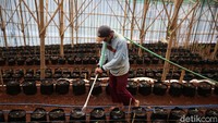Selain itu, ada pelatihan dan saranan komunikasi agar komoditas mudah diterima pasar.