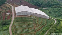 Sementara itu, Ketua Gapoktan Regge Generation, Dede Koswara menjelaskan telah bekerja sama dengan BRI sejak tahun 2019. Mulai dari mendapatkan KUR Super Mikro, menjadi agen BRILink, masuk dalam program inkubator bisnis, dan belakangan mendapat bantuan greenhouse serta alsintan.