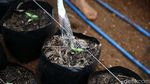 BRI Bangun Greenhouse Paprika untuk Petani Bandung