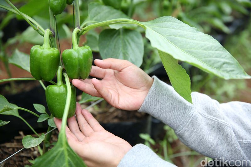 BRI Bangun Greenhouse Paprika untuk Petani Bandung Gabungan Kelompok Tani (Gapoktan) Regge Generation masuk dalam program inkubator bisnis BRI. Gapoktan ini mendapat bantuan greenhouse untuk pengembangan paprika.