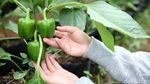 BRI Bangun Greenhouse Paprika untuk Petani Bandung