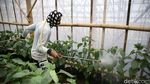 BRI Bangun Greenhouse Paprika untuk Petani Bandung