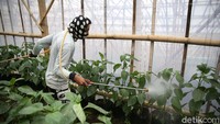 detikcom bersama BRI mengadakan program Jelajah UMKM ke beberapa wilayah di Indonesia yang mengulas berbagai aspek kehidupan warga dan membaca potensi di daerah. Untuk mengetahui informasi lebih lengkap, ikuti terus beritanya di detik.com/tag/jelajahumkmbri.
