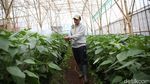 BRI Bangun Greenhouse Paprika untuk Petani Bandung
