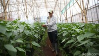 Ketua Gapoktan Regge Generation, Dede Koswara menyiram tanaman paprika di greenhouse Gabungan Kelompok Tani (Gapoktan) Regge Generation, Desa Cukanggenteng, Kecamatan Pasir Jambu, kabupaten Bandung, Jawa Barat.